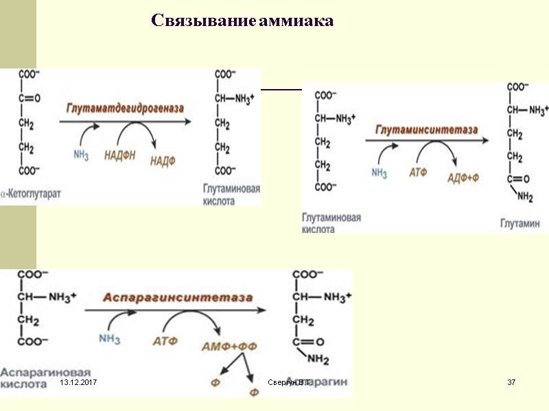 Связывание аммиака  13.12.2017 37 Свергун В.Т.